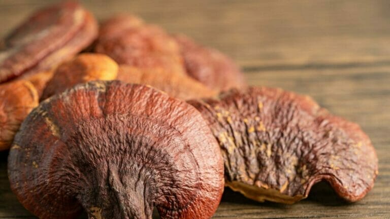 Hongo Ganoderma Lucidum