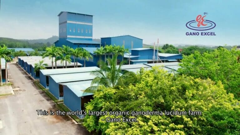 Fabrica de ganoderma más grande del mundo